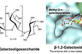 Novel Enzyme Found in Gut Bacteria Could Revolutionize Prebiotic Research