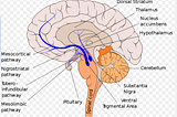 How to manage dopamine for motivation and to stop procrastination