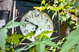 Antique clock, blurred in the background behind Japanese maple tree leaves