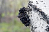 How I Combat Stress with a Mushroom