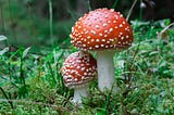 Mushroom Classification — Edible or Poisonous