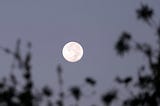 A full moon seen through the branches of a tree