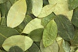 In Defense of the Coca Leaf