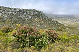 Perfect Pagodas of Silvermine Nature Reserve