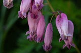 Bleeding hearts