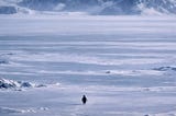 Why Is This Penguin Walking Alone Into the Mountains to Die?