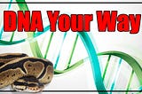 Proving Genes in Ball Pythons with miniPCR