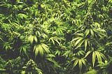 Marijuana, Illegal drug to flourishing cash crop.