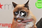 Grumpy Cat Dies; Her Spirit Will Live On, Family Says