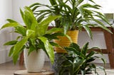 Creative Ways to Incorporate Plants and Greenery into Your Home Decor