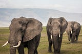Three adult elephants stroll through a grassy field.