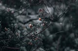 A close up of a graysh branch with small pink flowers. Very moody