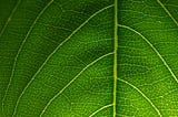 Un verano con menor huella de carbono
