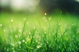 fresh green grass blades with dew drops