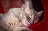 5 Ways to Become The Best friend of Your Cat