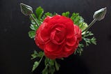 Red Ranunculus