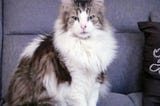 Max, my grey and white Maine Coon Mix breed feline companion