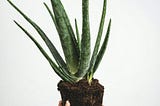 Aloe Vera Soothes & Heals Skin Since Antiquity
