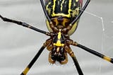 Chronicling the life cycle of Joro Spiders, across two generations