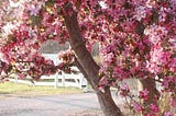 Robinson Crabapple Tree: A Complete Care and Planting Guide