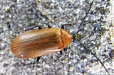 The wood-loving beetle Pseudocistela ceramboides