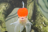 Image of fish with an orange head looking shocked.