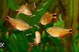 Do Guppies Eat Mosquito Larvae?