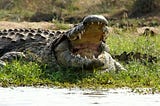 The Serengeti National Park