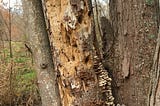 What we are looking at: A dead tree that has evidence of termite infestation and is covered in…