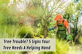 Tree Trouble? 5 Signs Your Tree Needs A Helping Hand