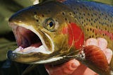 Gift of Fish
