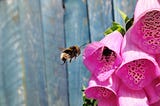 How to help bees without beekeeping