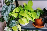 100% Foolproof Guide To Houseplants For Dumb People Who Think They suck at Houseplants
