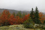 Misty Autumn Forest