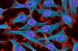 A photo taken through a microscope shows HeLa cells cultured from tissue taken from Henrietta Lacks. The cells appear on a black background. They are stained with additives that make them appear cyan blue with a purple center and red fringe on the edges.