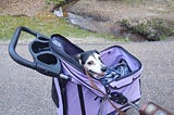 Don’t Be That Person: What Not to Say When You See a Dog in a Stroller.