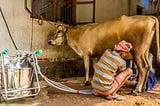 “Moo”-ve over, off-grid milking is here