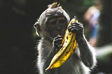 Monkey holding a banana