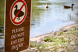 White Projection, Replacement Theory, and Animal Abuse in Springfield, Ohio