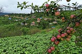 Apples growing in abundance in an apple orchard in Bhattadi village, Tilagufa Municipality-9…