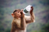 Too much Monkey Business