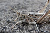 Desert local on stony ground