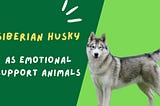 Siberian Huskies as Emotional Support Animals: What to Expect