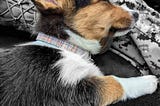 "Corgis: The Perfect Furry Companion for Hustlers and Entrepreneurs"
