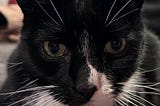 Picture of cat looking for something.