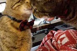Two tabby cats nose to nose Harper Lee and Scout