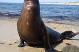 Got to meet one of the locals at La Jolla Cove today. He was definitely feeling himself…