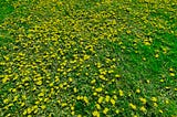 field of dandelions in bloom