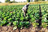 Solar-Powered Irrigation: A Boost for Farming Productivity