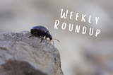 Photo of a bug. Text overlay says “Weekly Roundup.”